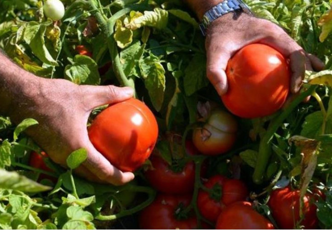 وزير الزراعة يبحث مع شركة كورية طرق الزراعة الذكية للطماطم والرز