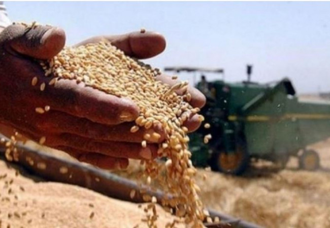التجارة: فائض الحنطة سيستثمر كخزين إستراتيجي ووطني