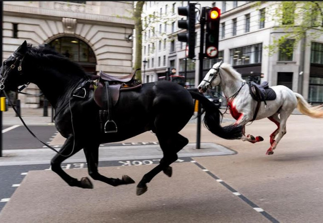 خيول فارَّة تُحدث بلبلة في لندن وتصيب 4 أشخاص بجروح