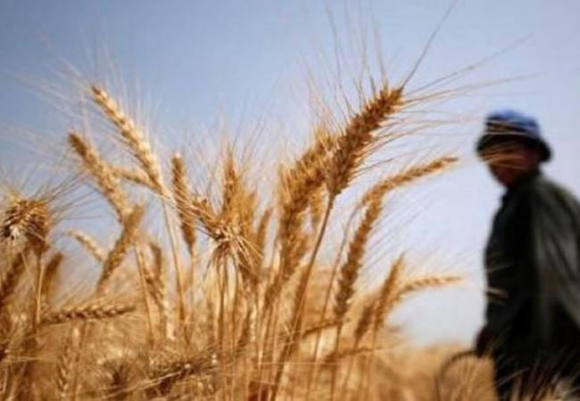 التخطيط تحدد المكاسب الاقتصادية والإستراتيجية المتحققة من زيادة إنتاج الحنطة
