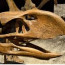 العثور على جمجمة طائر انقرض منذ 45 ألف عام