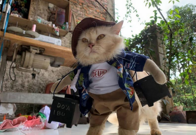 مدرس إندونيسي يصمم أزياء للقطط