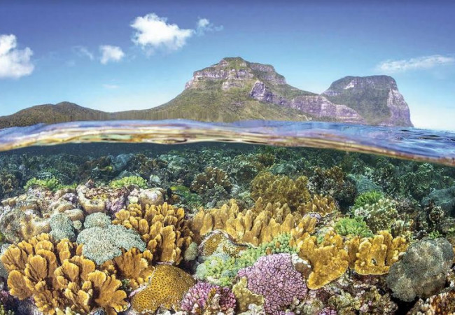 شعاب مَرجانية عمرها 540 مليون عام