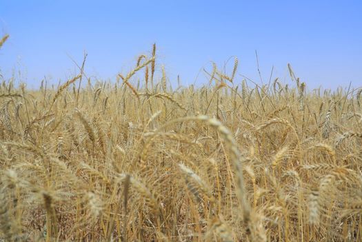 الزراعة : انتاج الحنطة في محافظة ديالى يشهد تطوراَ ملحوظاَ