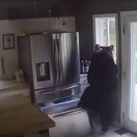الدب اللص يقتحم منزلاً في أمريكا