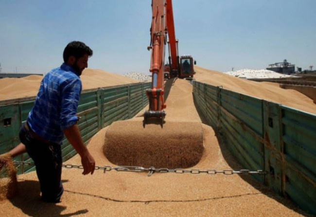 التجارة تعلن تسويق أكثر من مليون ونصف المليون طن من الحنطة