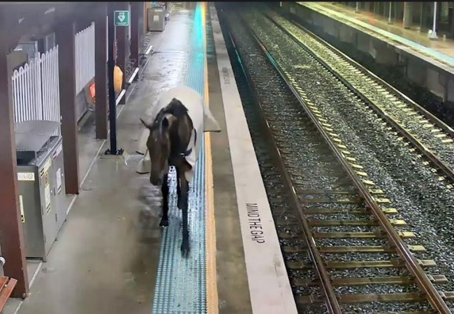 حادثة غير مألوفة حصان ينتظر القطار في محطة لسكك الحديد