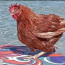 دجاجة “مدللة” تعيش حياة يحلم بها الكثير