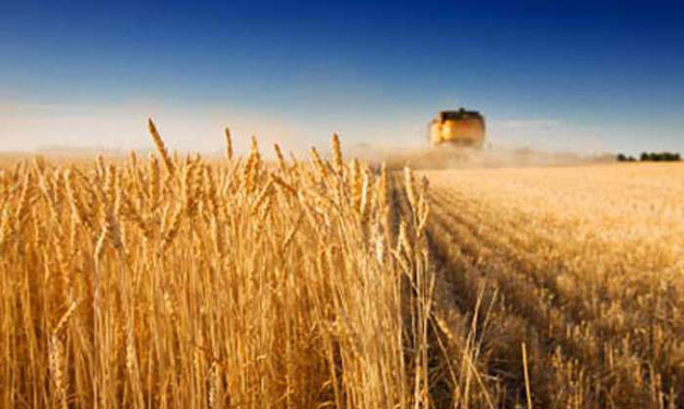 زراعة النجف تطالب وزارة الزراعة بتسهيل اجراءات استلام محصول الحنطة من فلاحي المحافظة