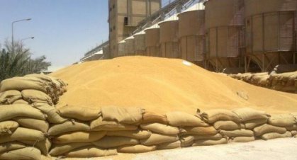 التجارة:الكميات المسوقة من الحنطة المحلية في محافظات الوسط والجنوب بلغت 370 ألف طن