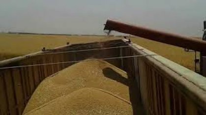 التجارة تعلن انتهاء تسويق الحنطة وتأمين خزين يكفي للموسم المقبل