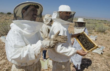 عسل الصحراء المغربي… رحلة “الشتاء والصيف”