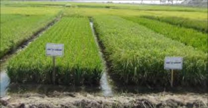 الزراعة : اعداد  الخطة الشتوية لزراعة محصولي الحنطة والشعير