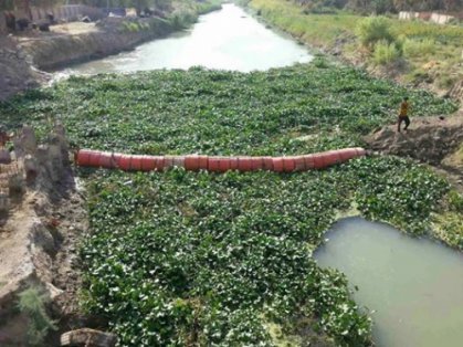 ذي قار تخطط لافتتاح مركز متخصص لمكافحة نبات زهرة النيل