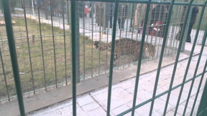 امانة بغداد: {نمر الجاغور} في الزوراء يتناول يوميا 7 كغم من اللحم ولاصحة لانباء اهماله