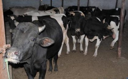 البيطرة: اطلاق حملة تلقيحات وقائية لحماية الجاموس من الامراض