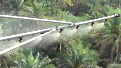 وزارة الزراعة تباشر بحملة مكافحة مجانية لحشرة الحميرة على النخيل