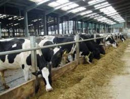 الزراعة : اعداد الاصابات بالحمى القلاعية محدودة وتحت السيطرة وفرقنا الطبية تقوم بالاجراءات اللازمة