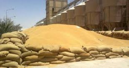 التجارة تعلن انطلاق الموسم التسويقي للحنطة وتتوقع استلام خمسة ملايين طن