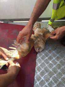 طائر (البوم) يتسبب بخلل في طائرة الخطوط الجوية القادمة من الكويت والطاقم يتجاوزه بسلام