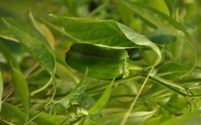 الزراعة تقيم نتائج العمل للموسم السابق وتناقش خطتها للموسم الشتوي المقبل