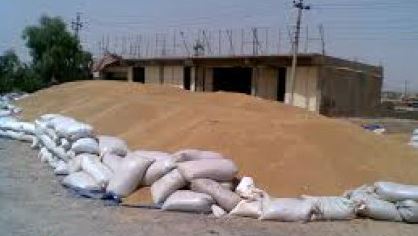 الزراعة تدعو المزارعين لاستلام حصصهم المتبقية من بذور الرتب العليا لمحصولي الحنطة والشعير