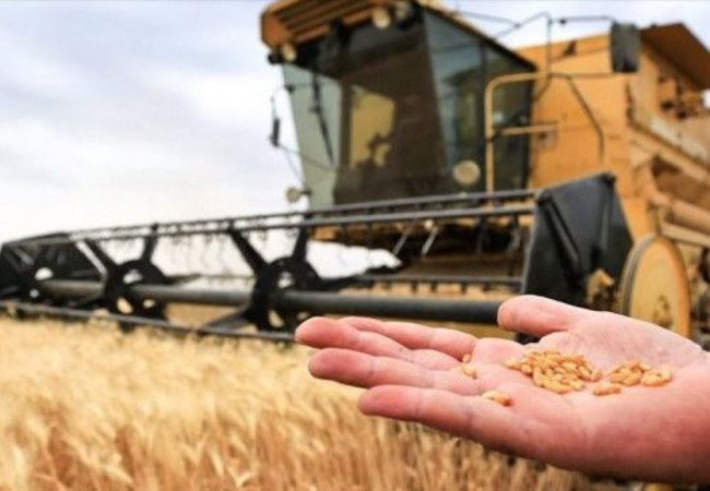 تجارة الحبوب :  مواقع استلام محصول الحنطة تستأنف عملها بعد نهاية موجة الأمطار
