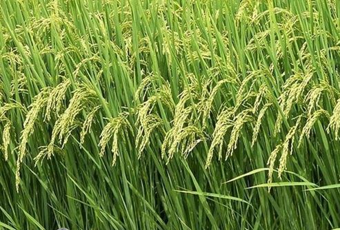الزراعة تكشف عن مساحة الشلب والذرة الصفراء في الخطة الصيفية