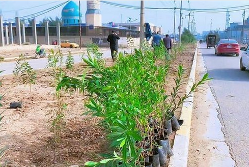 محافظة بغداد تعلن زراعة ١٠ الاف شتلة زراعية في قضاء الزهور