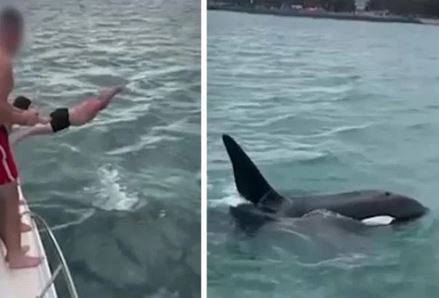 نيوزيلندا: تغريم شاب بـ 365 دولارا بسبب القفز على أحد الحيتان