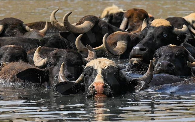 الزراعة تعلن تقديم أعلاف مجانية لمربي الجاموس والمواشي في المحافظات الجنوبية