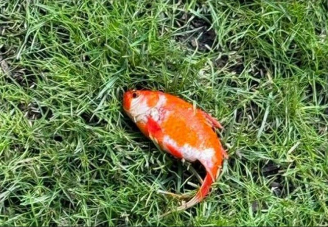 سمكة ذهبية حية بحديقة بريطاني
