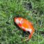 سمكة ذهبية حية بحديقة بريطاني
