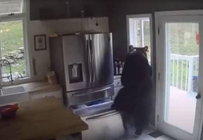 الدب اللص يقتحم منزلاً في أمريكا