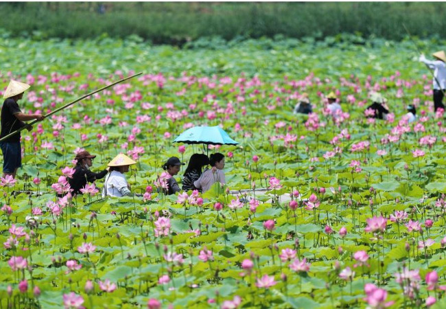 زهور اللوتس المتفتحة تبهر الزوار في بكين