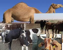 شمول مربي العجول الحية والمستوردة لإغراض التسمين بقروض المبادرة الزراعية