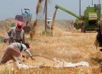 الديوانية تطالب الحكومة المركزية ببناء مخازن لاستيعاب الكميات الكبيرة من محاصيل الحنطة والشعير والشلب