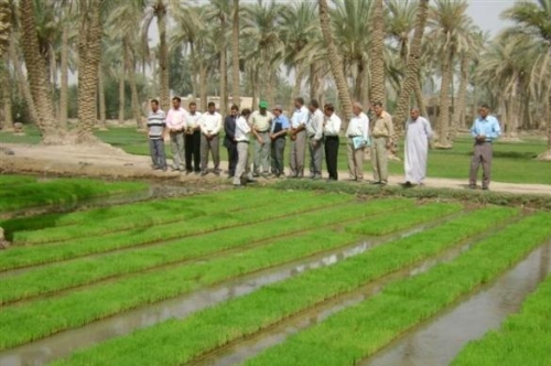 الكرعاوي يطالب بإطلاق الحصة المائية لمحصول الحنطة وإنصاف الفلاحين