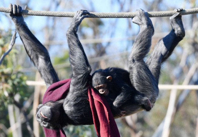 حديقة إماراتية تحتفل باليوم العالمي للشمبانزي