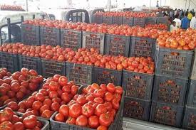 لوفرتها محلياً… الزراعة : الوزارة لم تمنح أجازة أستيراد لمحصول الطماطم منذ عامين