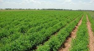 الموارد المائية تناقش الخطة الإروائية الشتوية لزراعة 5 ملايين دونم