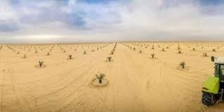 مشروع ضخم لزراعة أكثر من 70 الف فسيلة نخلة في كربلاء