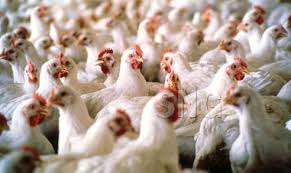 الزراعة تبلغ التجارة بمنع استيراد البيض والدواجن من ايران