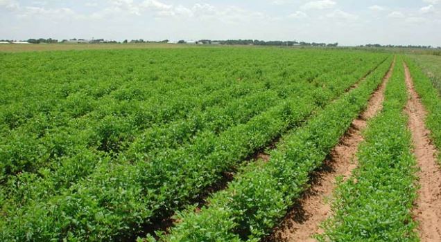 الزراعة : ارتفاع نسب أنتاج الحنطة في محافظة واسط